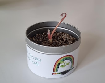 Zauberbohnen Anzuchtset – Nachhaltiges Geschenk