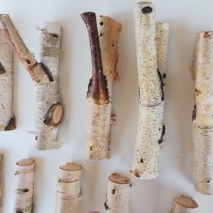 May include: A collection of natural birch branches with a white bark and brown knots. The branches are various sizes and shapes, some are forked and some are straight. The branches are perfect for crafting and decorating.