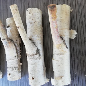 Op de afbeelding: Vijf berkentakken met natuurlijke schors, elk met een unieke vorm en grootte. De takken zijn lichtbruin en wit met een ruwe textuur.