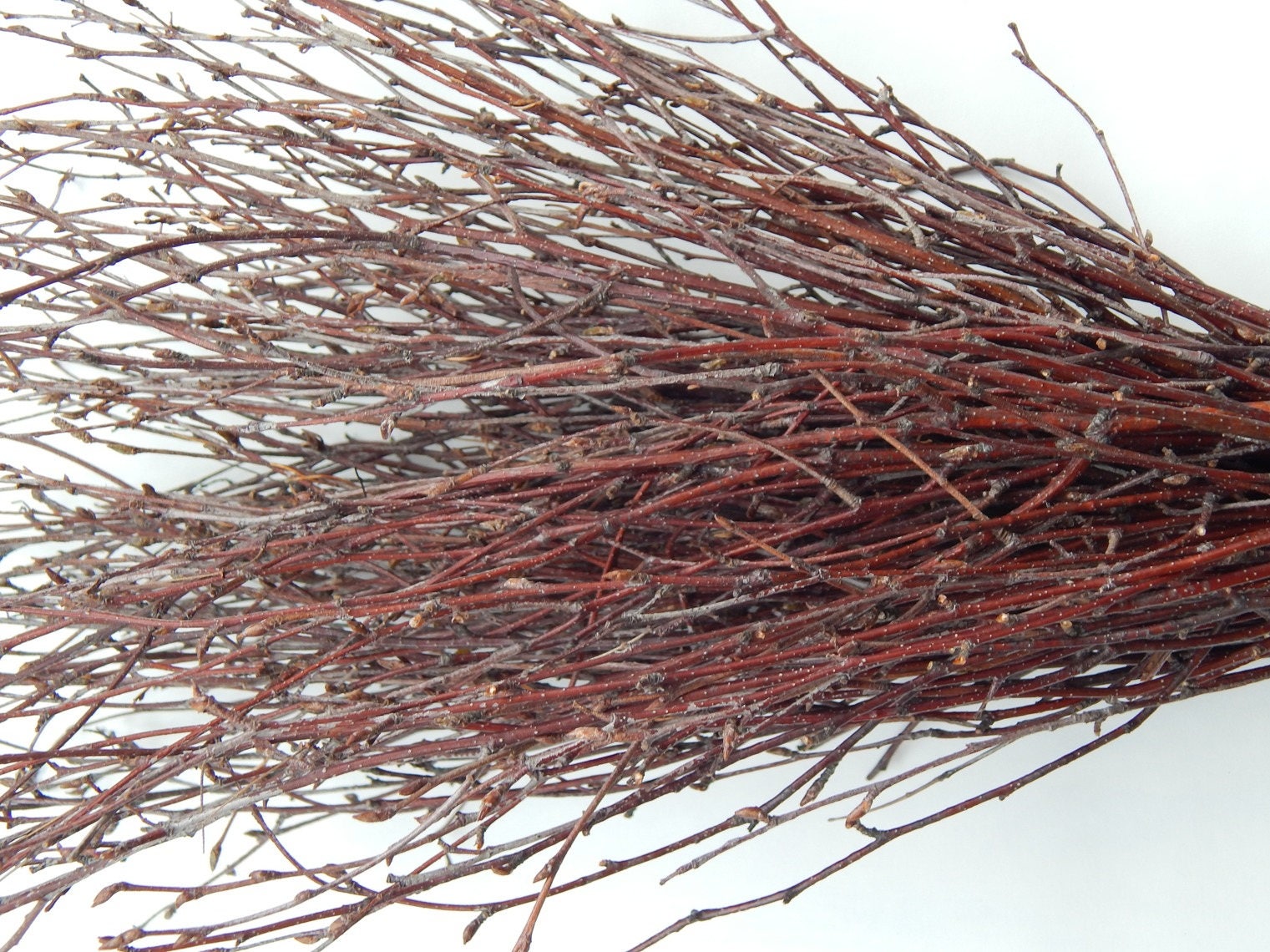 Birch twigs 150 pcs.Birch twigs bundlewoodland weddingbirch Etsy