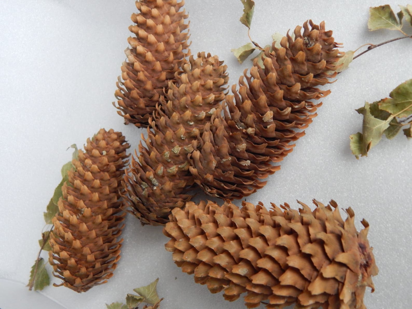 SALE 10 Natural CONES. Pine Cones. Large Decorative Fir Etsy