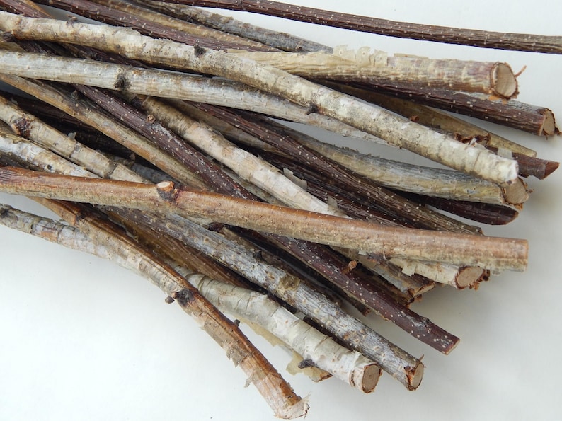 May include: A bundle of natural birch twigs, with some of the bark still attached, for crafting or decorating.