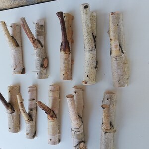 May include: A collection of ten natural birch wood branches, each with a unique shape and texture. The branches are all white with a natural wood grain. They are perfect for crafting, decorating, or adding a touch of nature to your home.