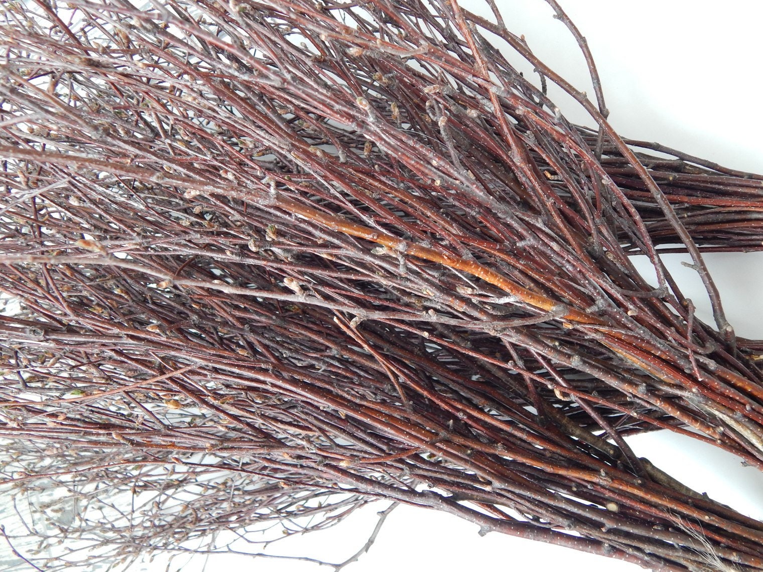 White Birch Branches 150 Pcsnatural Birch Twigsbirch Etsy