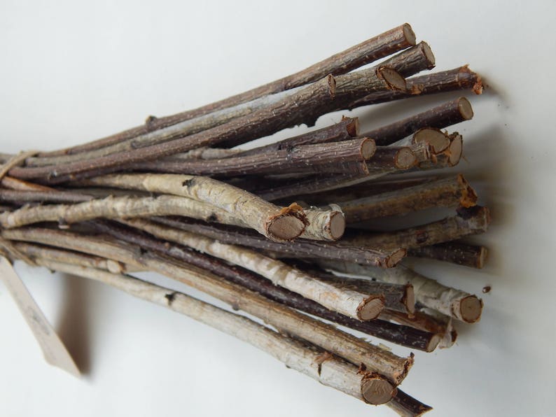 May include: A bundle of natural twigs, some with a light brown bark and others with a darker brown bark. The twigs are arranged in a fan shape and are ready for crafting projects.