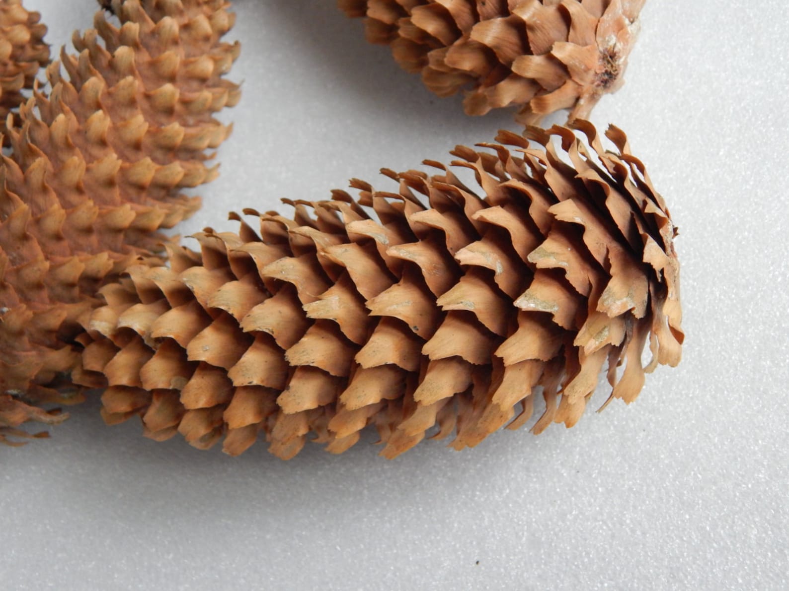 SALE 10 Natural CONES. Pine Cones. Large Decorative Fir Etsy