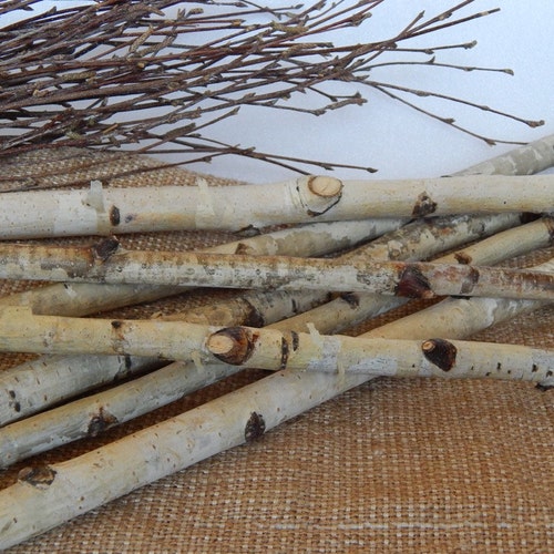 20 White Birch Sticks. Wood Logs. Wedding Birch Decor. White Etsy