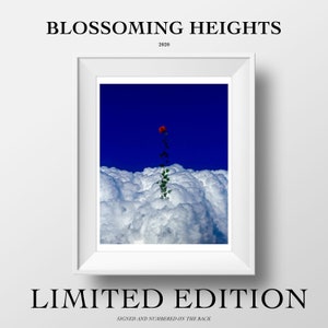 LIMITED EDITION: Blossoming Heights 8.5x11 Print Surreal Artwork Wall Art Decor Flower Art Rose Art Cloud Art Minimalism Art image 1