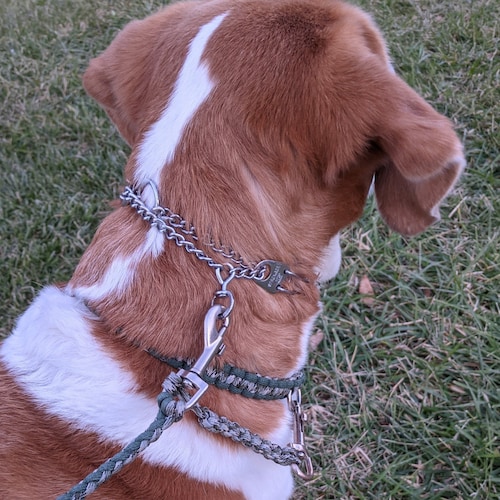 Prong Collar Backup Safety Connector Clip Leash Etsy