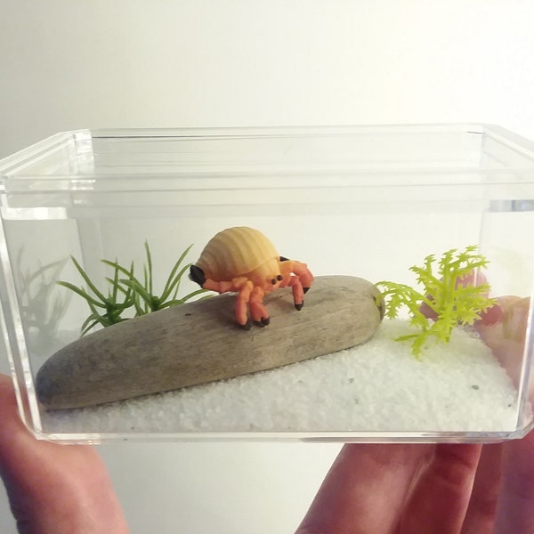 Miniature Hermit Crab Terrarium - No Fuss Desk Pet for Kid or Adult - OOAK - Beach House Shelf Decor - Dollhouse Tank - Realistic 1:6 Toy