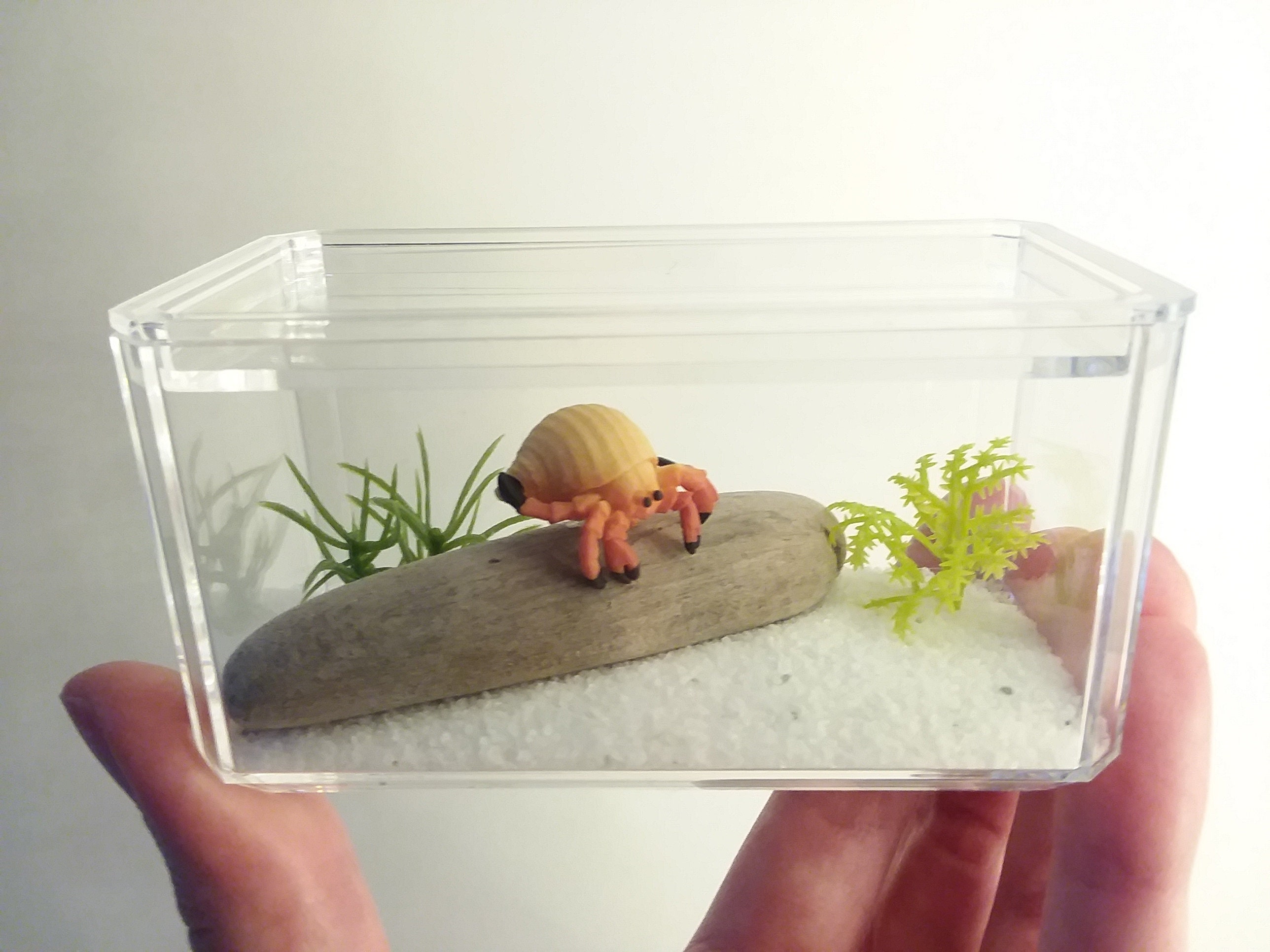 Home & Hobby Terrarium Miniatures Hermit Crab Toys Terarium Kit for Zen