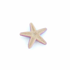 May include: A light purple and beige starfish with a textured surface.