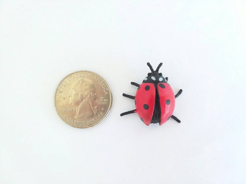 Pu&ograve; includere: Una coccinella rossa e nera con punti bianchi, accanto a una moneta da 25 centesimi di dollaro americano.