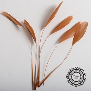 May include: Five brown feathers with a natural, slightly curled shape. The feathers are arranged in a fan shape, with the tips of the feathers pointing outwards.