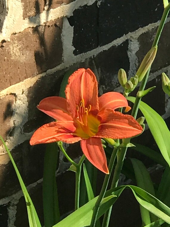 Ditch Lily Daylily 5 Double Fans Etsy