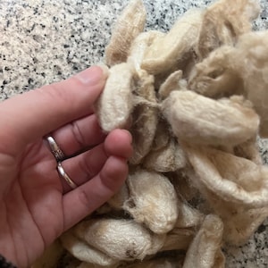 以下が含まれることがあります： 薄いクリーム色の絹の繭が、茶色の斑点のあるものがいくつか、積み重ねられているクローズアップ画像。繭は緩く、有機的に積み重ねられている。