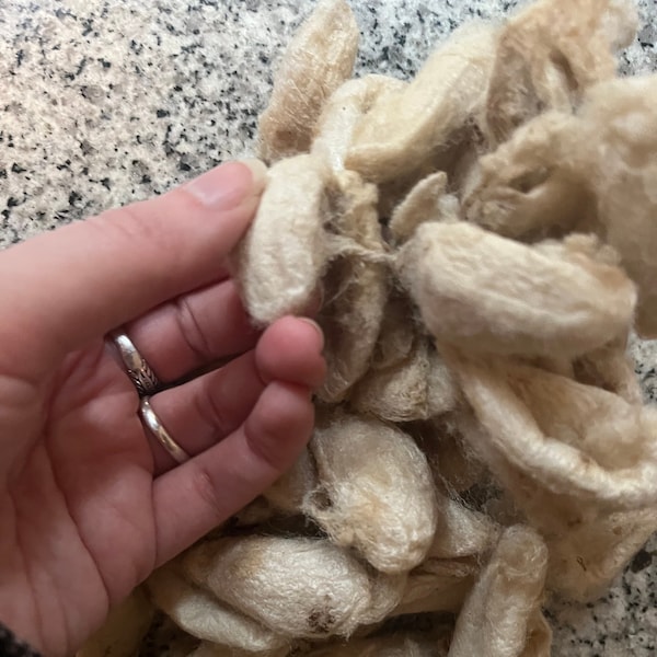 Eri Wild Silk Cocoons | Raw silk for hand spinning | Silkworm Cocoons, Peace Silk Cocoons, Cruelty Free Silk - 10 grams