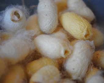 Peace Silk Cocoons | Raw Silk Fiber | Hand Raised Cocoons | Silkworm Cocoons | Silk from USA | Cruelty Free Silk for Soapmaking Spinning