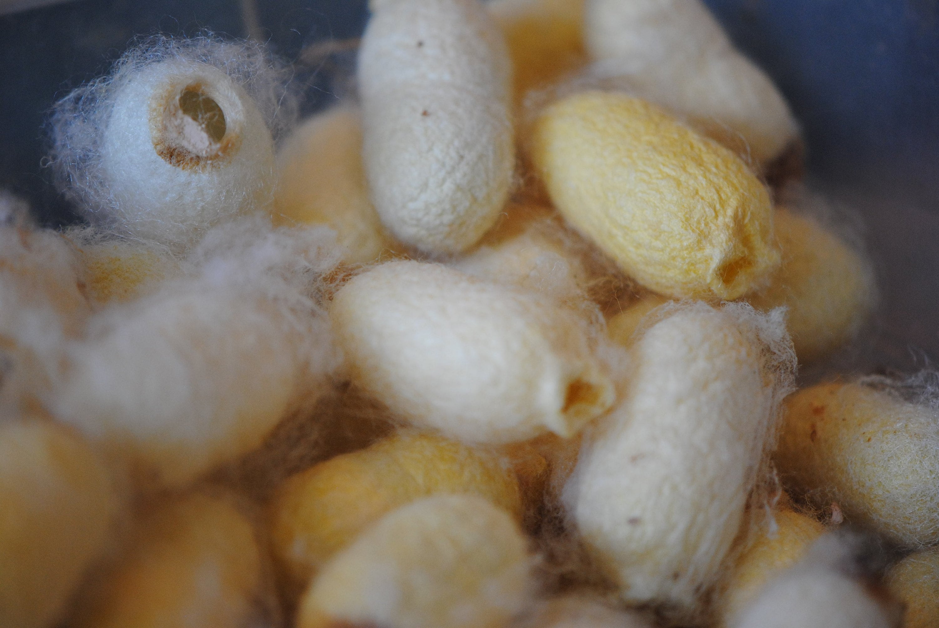 Peace Silk Cocoons Raw Silk Fiber Hand Raised Cocoons Etsy