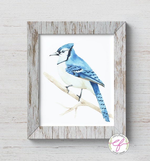 Blue Jay Bird Watercolor Printable Bird Digital Downloadbird Etsy