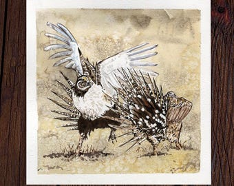 Fighting Sage Grouse painting: Watercolor Sage Grouse Art