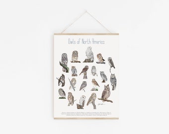Owls of North America Poster Print: Hand-Drawn Illustrations