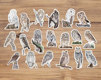 Owl Sticker Pack, Barn Owl Sticker, Screech Owl sticker, Great Horned Owl Sticker, Snowy Owl sticker, Cute Owl sticker Realistic Owl Sticker