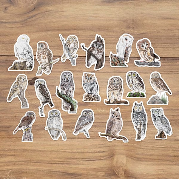 Owl Sticker Pack, Barn Owl Sticker, Screech Owl sticker, Great Horned Owl Sticker, Snowy Owl sticker, Cute Owl sticker Realistic Owl Sticker