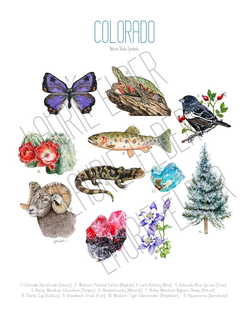 Colorado State Symbols Print Colorado State Symbols Typology Etsy colorado-state-symbols-print-colorado-state-symbols-typology-etsy