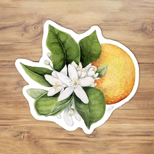Orange Blossom Watercolor Vinyl Sticker - Florida Illustration