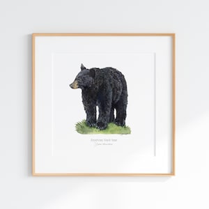 American Black Bear Giclee Print, American Black Bear illustration, American Black bear watercolor painting, Black bear wall art