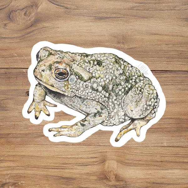 Autocollant Texas Toad, Texas Sage Sticker, autocollant crapaud, autocollant grenouille, autocollant texas, crapaud aquarelle, faune texas, autocollant vinyle texas