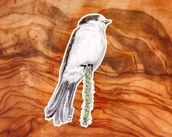Kanada Eichelhäher Vinyl-Aufkleber: Aquarell Vogel Illustration