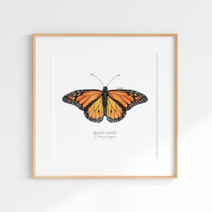 Monarch Butterfly Giclee Print: Watercolor Illustration (Digital Print)