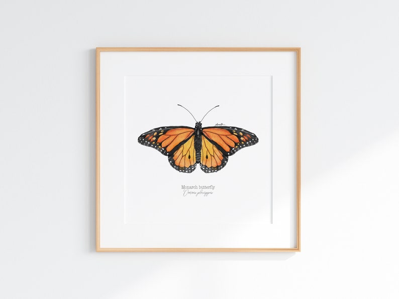 Monarch butterfly Giclee Print, Monarch butterfly illustration, Monarch butterfly watercolor, Monarch butterfly art, Orange butterfly, image 1