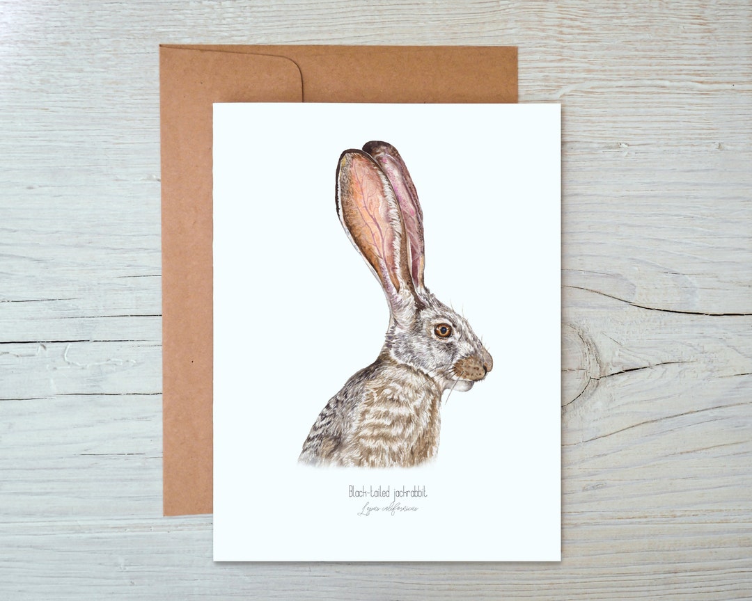 Watercolor Jackrabbit Card: Desert Southwest Blank Notecard - Etsy