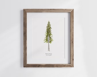 May include: A framed watercolor illustration of a Western Hemlock tree, with the text "Western Hemlock" and "Tree by Angela" below the image.
