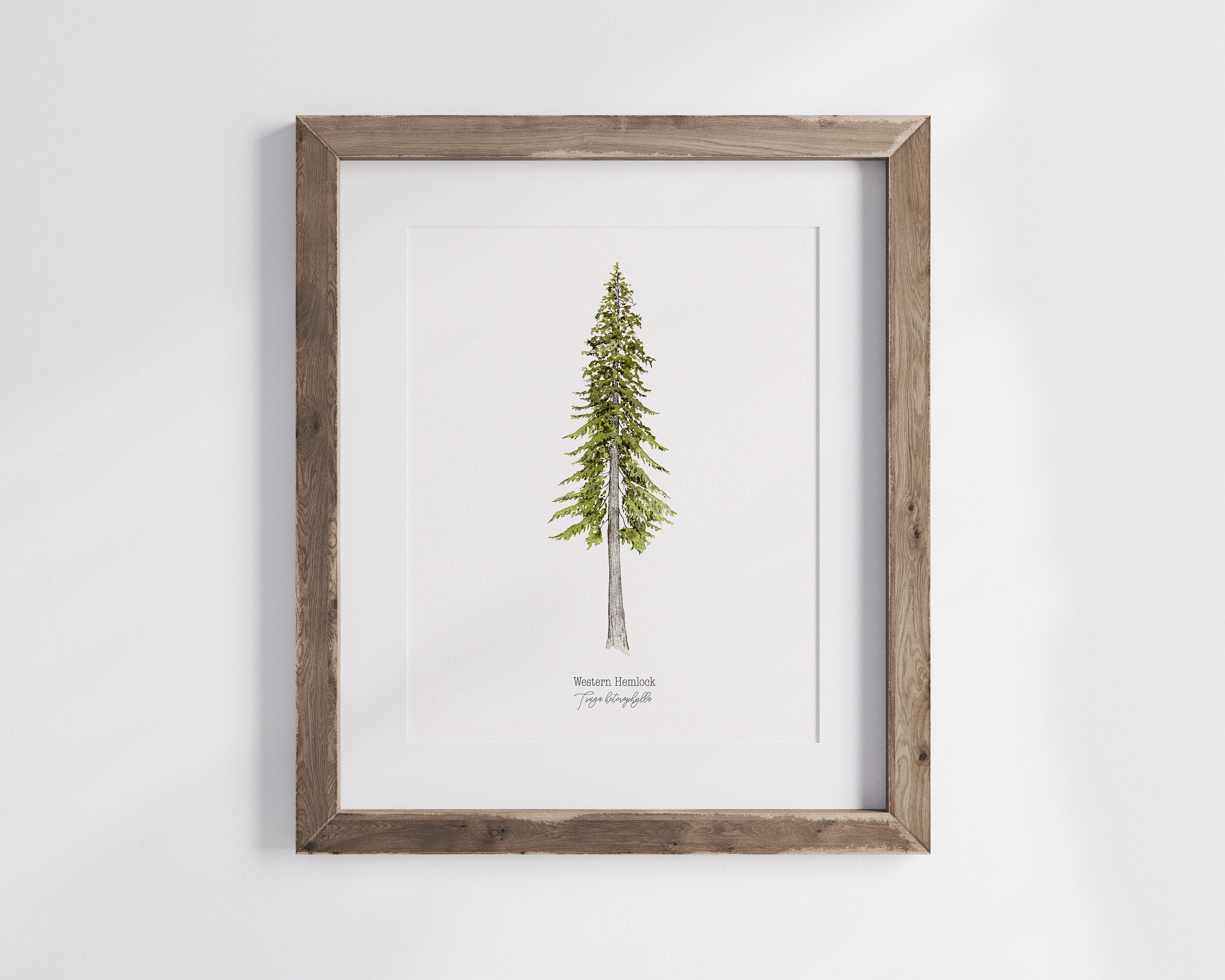 Western Hemlock Watercolor Tree Print: California Redwood Giclee