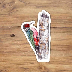 Watercolor Lewis&#39;s Woodpecker Vinyl Sticker