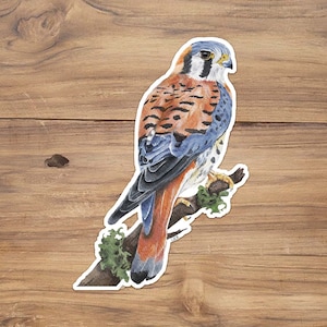 American Kestrel Sticker, Falcon Sticker, Bird Stickers, Kestrel Sticker, Hawk Sticker, Watercolor Birds,