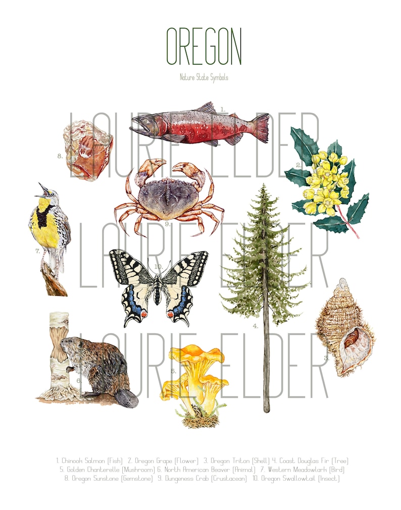 May include: An illustration of the official state symbols of Oregon. The symbols include a Chinook Salmon, Oregon Grape, Oregon Triton, Coast Douglas Fir, Golden Chanterelle, North American Beaver, Western Meadowlark, Oregon Sunstone, Dungeness Crab, and Oregon Swallowtail.