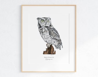 Eastern Screech Owl Giclee Print, Eastern Screech Owl print, Watercolor Owl print, Eastern Screech Owl illustration, Eastern Screech Owl Art