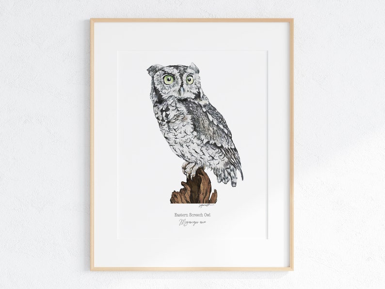 Eastern Screech Owl Giclee Print, Eastern Screech Owl print, Watercolor Owl print, Eastern Screech Owl illustration, Eastern Screech Owl Art image 1