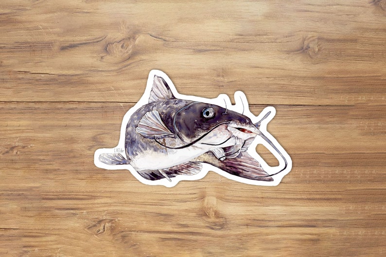 channel catfish