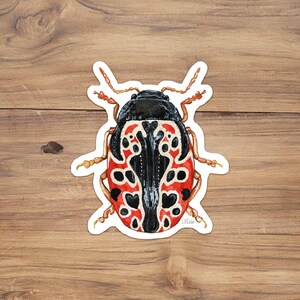 calligrapha beetle vinyl sticker, Lady Bug sticker, entomology sticker, insect sticker, watercolor beetle, beetle stickers, beetle gift