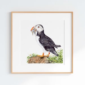 Atlantic Puffin Watercolor Giclee Print: Coastal Bird Illustration