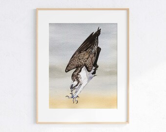 May include: Watercolor painting of an osprey diving for prey. The bird is brown and white with its wings spread out. The background is a light blue and yellow watercolor wash.