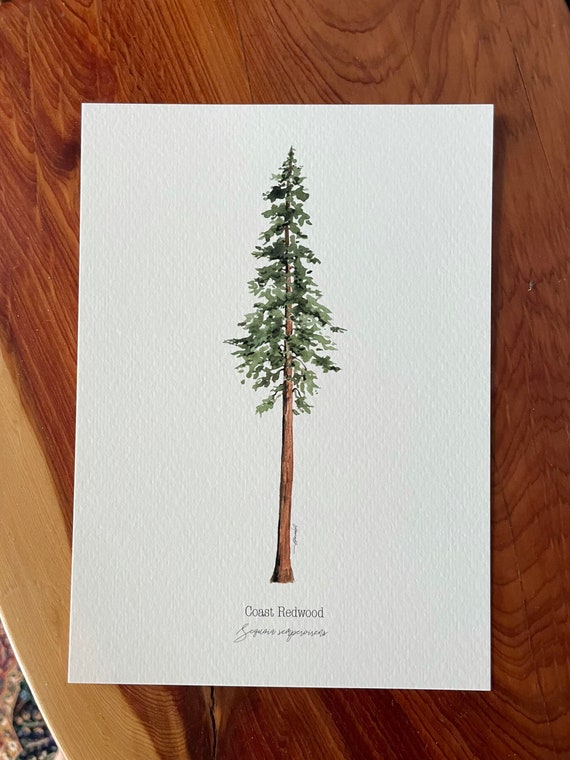 California Redwood Tree Drawing CALAVERAS COUNTY CALIFORNIA GIANT