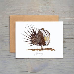 May include: A greeting card featuring a watercolor illustration of a Greater Sage-Grouse, with detailed brown, white, and yellow plumage. The bird is standing on a brown base. The text "Greater sage-grouse Centrocercus urophasianus" is below the illustration. A brown envelope is behind the card.