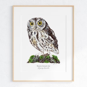Western Screech Owl Giclee Print: Gouache Painting Art